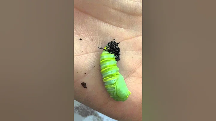 Handmade Butterfly (Monarch: Caterpillar to Chrysa...