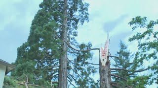 Tree struck by lightning, falls on Oak Grove home