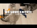 【たぬねこ＃5】癒されすぎ注意