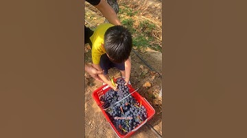 grapes pruning fruit#grapenation #grapecare #grapemaintenance #farming