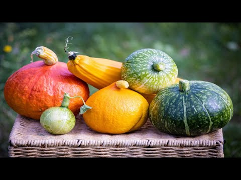 Video: ¿Dónde se originó la calabaza?