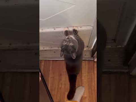 My Big Boy Tully Tully Catvideos Cat Adoreble Gatita 