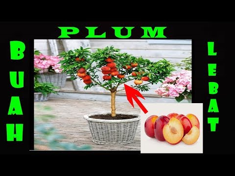 Video: Kerdil Plum