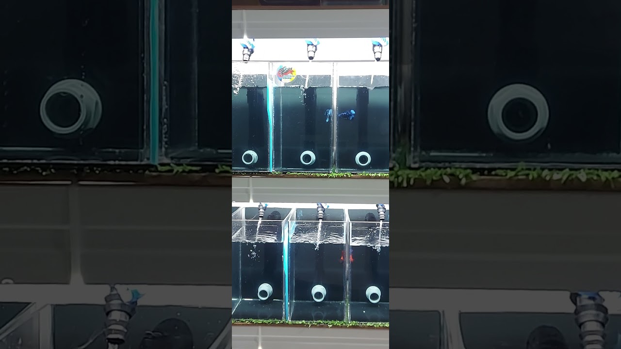 Test Water drip System