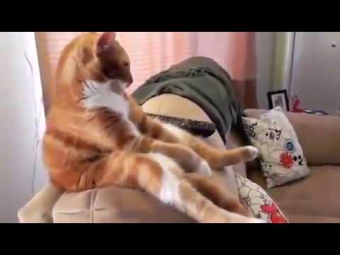 Kompilasi Video Lawak Lucu Kucing yang Sangat bijak