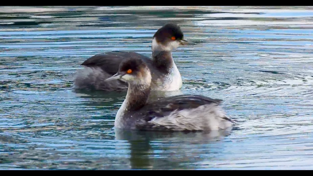 EARED GREBES