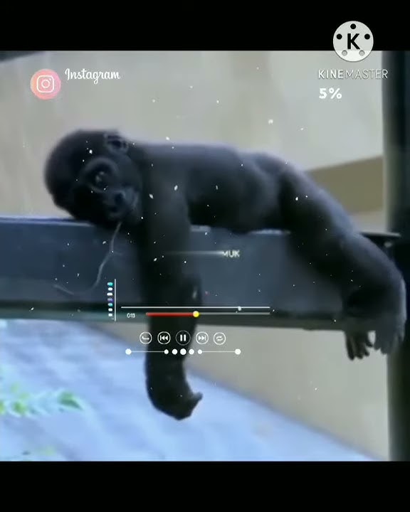 STORY WA LUCU BIKIN NGAKAK KEREN TERBARU