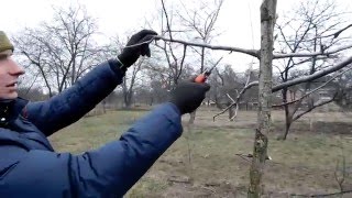 видео Обрезки и формирование слаборослой яблони
