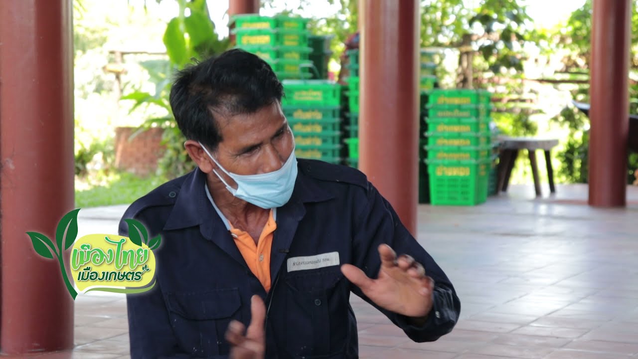 EP38. เกษตรแปลงใหญ่ชะอมโพธิ์รังนก  อ.โพธิ์ทอง  จ.อ่างทอง