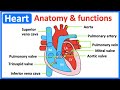 Heart anatomy  function   easy learning