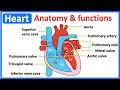 Heart and Circulatory System Quiz