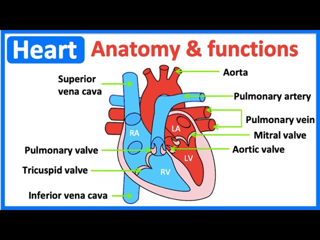 What Are The Major Parts Of The Heart And Their Functions - Infoupdate.org