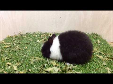 กระต่ายแคระสายพันธุ์ Netherland Dwarf (ND) แท้ VM