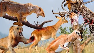 It&#39;s Brutal !!! Angry Impala Kills Lion And Leopards To Save Cubs - Leopards Vs lions Vs Impala