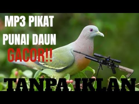 TERBARUU‼️SUARA PIKAT BURUNG PUNAI || TANPA IKLAN 🚫 || AUDIO JERNIH DAN KERAS #suarapikatburungpunai