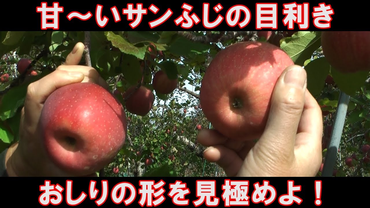How do you identify a good apple? - YouTube