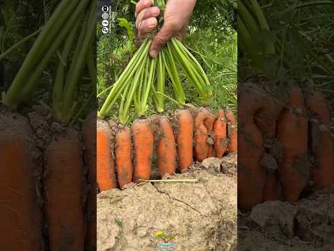 طريقة رائعة في حصاد الجزر