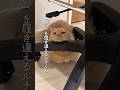 短足ルナくんのちょっと変な所集