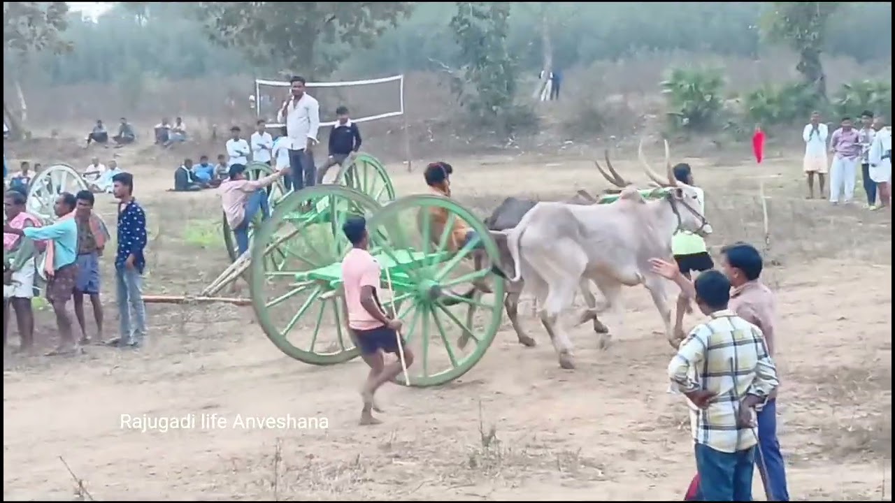 శంబువానిపాలెం గ్రామంలో ఎడ్లపందాల పూర్తి వీడియో #race #devarapalli #viral #bull 