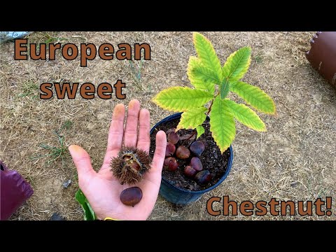 Video: European Chestnut Information - How To Grow A European Chestnut Tree