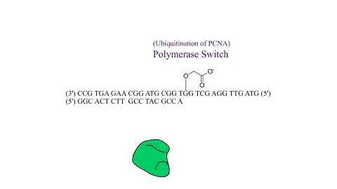 TLS - Translesion DNA Synthesis