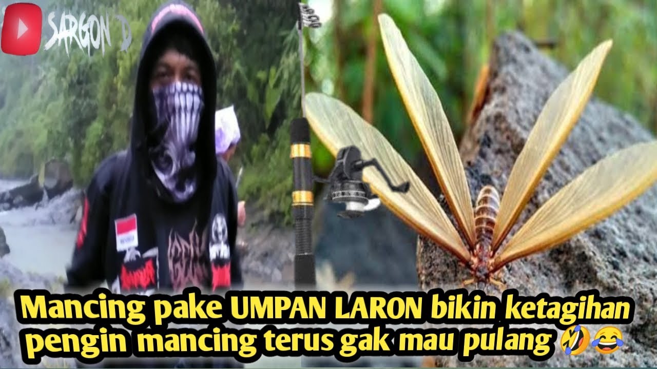Mancing pake umpan LARON bikin ketagihan