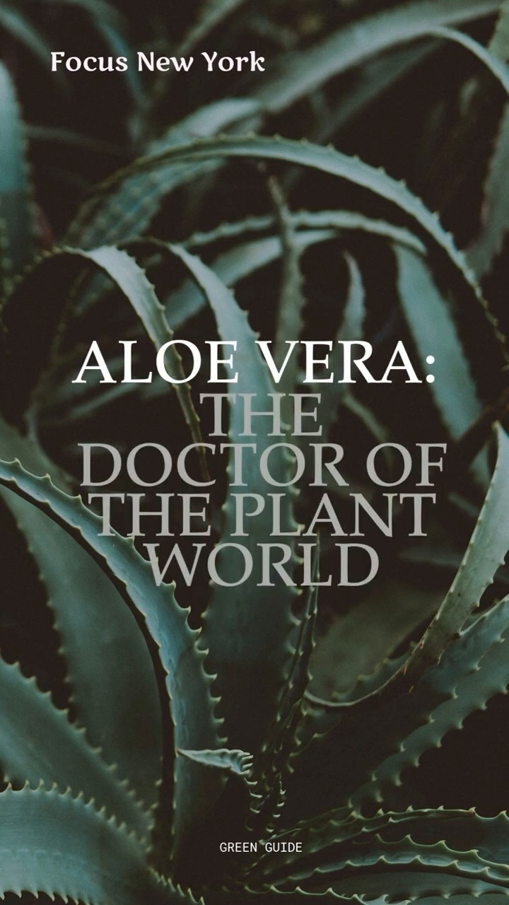 Aloe Vera: The Doctor of the Plant World by Focus New York - YouTube