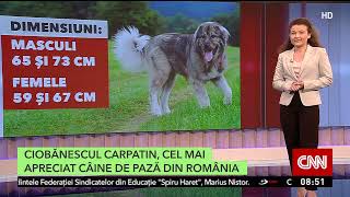 Ciobănescul carpatin, cel mai apreciat câine de pază din România