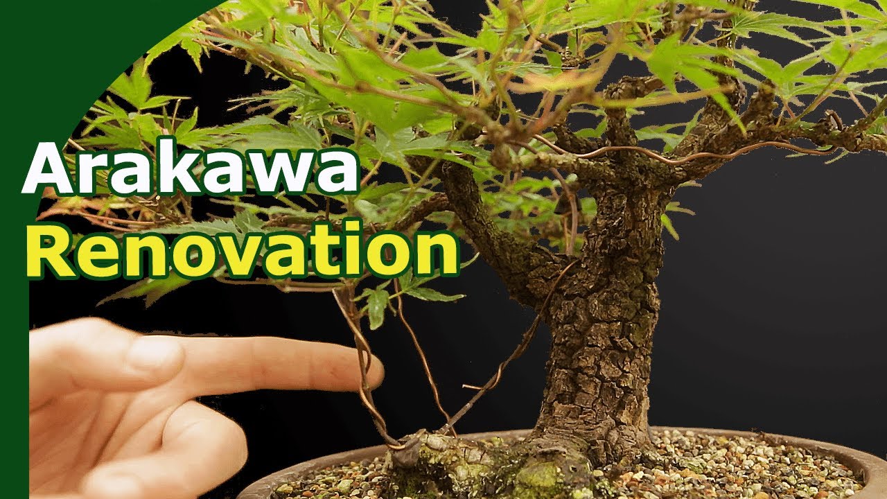 Rebuilding Japanese Maple Arakawa (Grafting, pruning) over one year