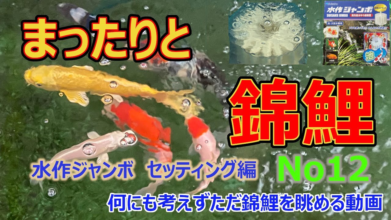 まったりと錦鯉No12 「水作ジャンボ セッティング編」 - YouTube