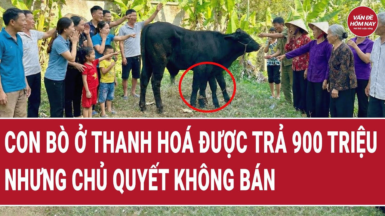 Thời sự hôm nay: Con bò ở Thanh Hoá được trả 900 triệu, nhưng chủ quyết không bán