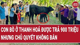 Thời sự hôm nay 18/2: Con bò ở Thanh Hoá được trả 900 triệu, nhưng chủ quyết không bán