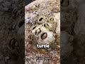 A Tense Sea Turtle Rescue