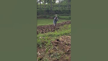 simple smart tool, easy way to hoe rice fields neatly #shorts