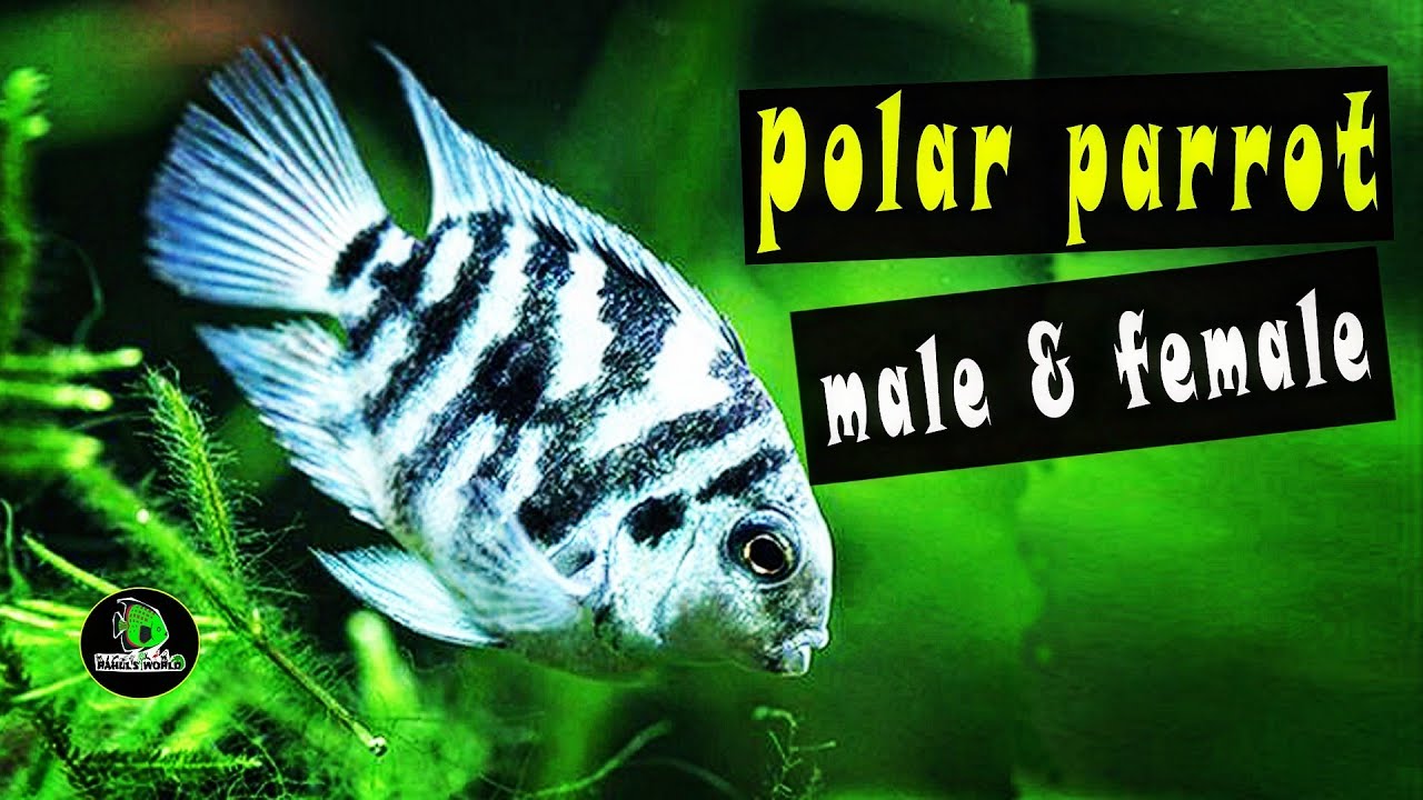 Polar Blue Parrot Fish Male And Female www.youtube.com
