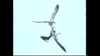 Really Wild Animals Adventures In Asia