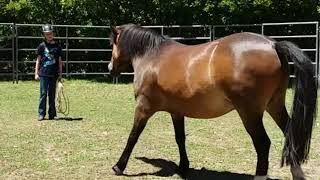 Horsemanship Training Round Yard Basics