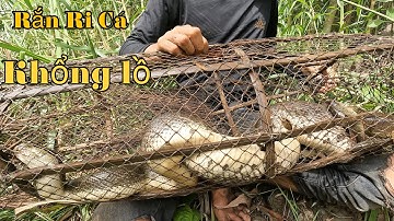 Con Rắn Ri Cá Khủng Nhất Mà Duy Thái Từng Bắt Được Ở Rừng U Minh