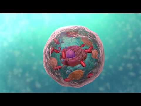 Cell Structure - 1st year - Introduction to Cytology & Histology - lesson 1