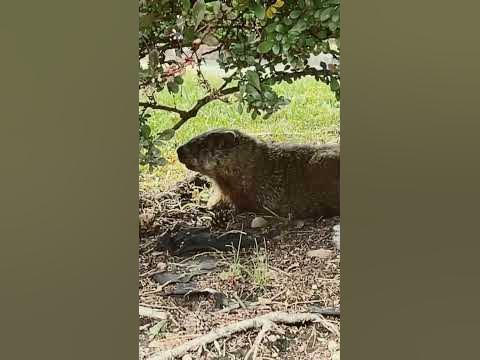 This is what happens when groundhog is not afraid of humans - YouTube