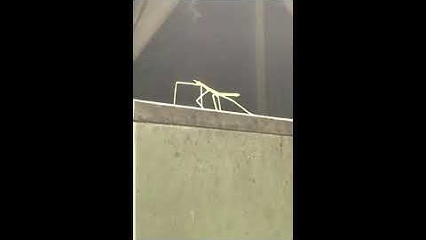 Get Stick Bugged Lol Original Video