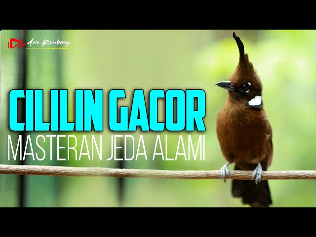 MASTERAN CILILIN GACOR DURASI PANJANG JEDA ALAMI class=