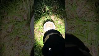 MILWAUKEE LED Spot light - Link in Comments