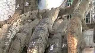 Gharial breeding along the Chambal river in India