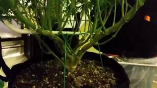 mrbigreddog 420 low stress training with "The Enhancer" CO2 bottle from TNB Naturals.