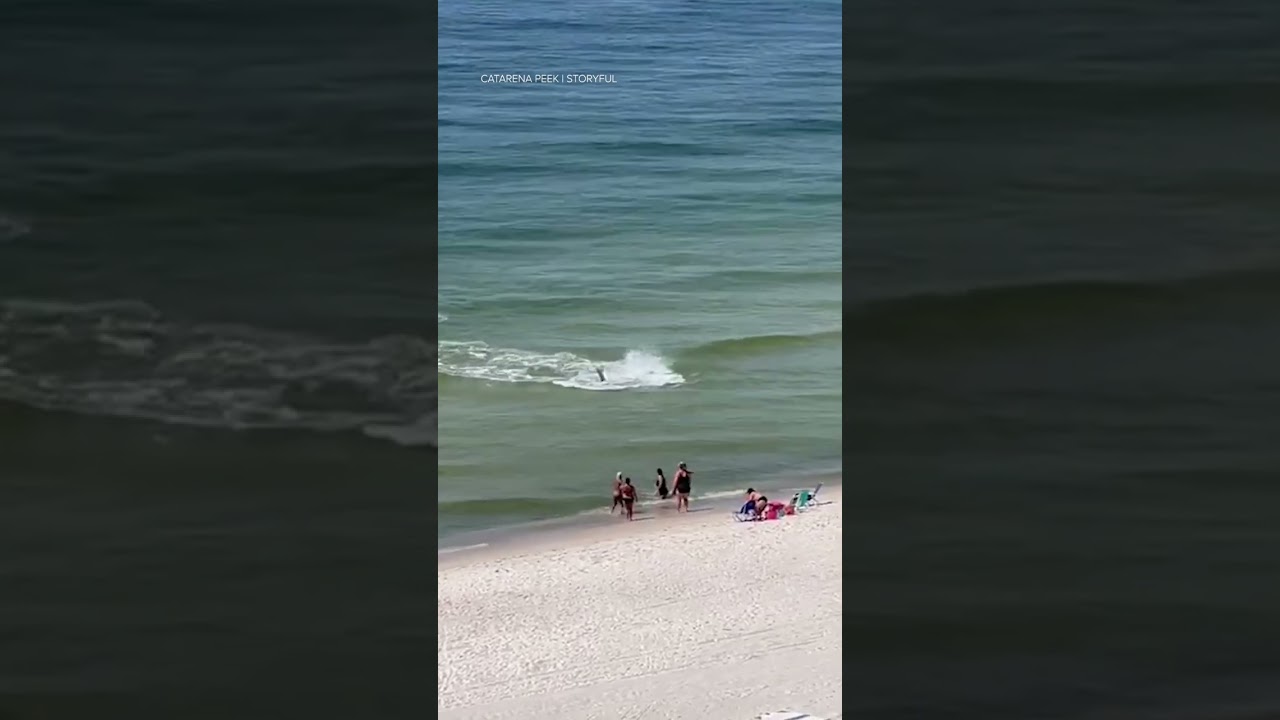 Shark feeds on stingrays near busy beach in Alabama 