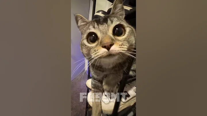 Video 11418401: cute little cat funny