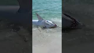 Mako shark pulled back into the water at a Florida beach