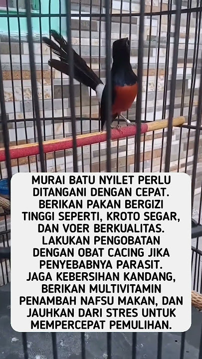 Murai Batu Nyilet Cara Penanganan Dan Pengobatan #shorts #feedshorts