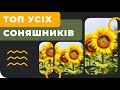 ТОП 5 соняшників 2019